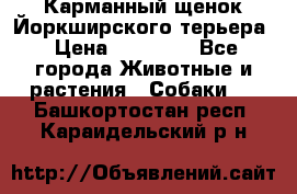 Карманный щенок Йоркширского терьера › Цена ­ 30 000 - Все города Животные и растения » Собаки   . Башкортостан респ.,Караидельский р-н